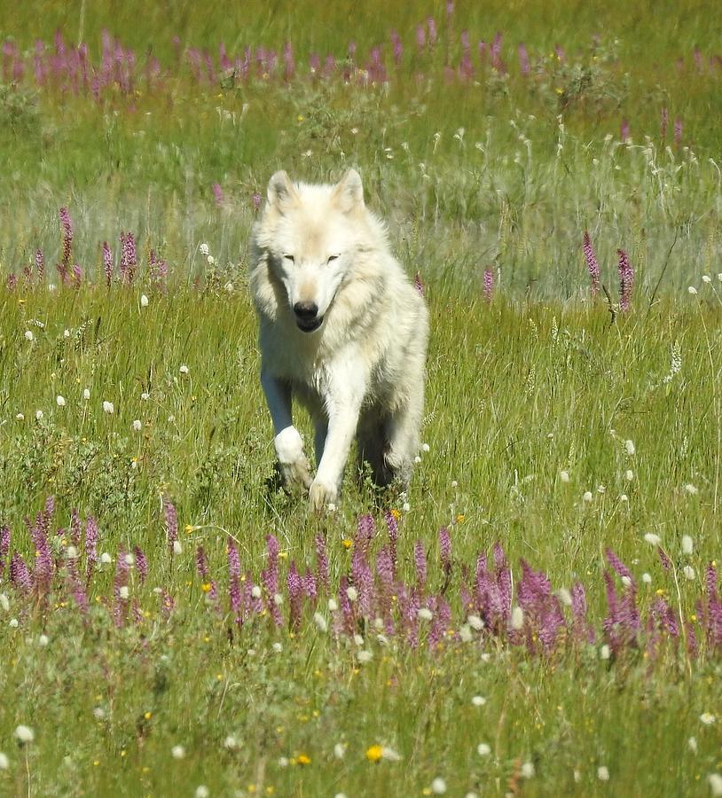Yellowstone National Park Photograph - White lady, Alpha Female Canyon Pack by Nicole Belvill