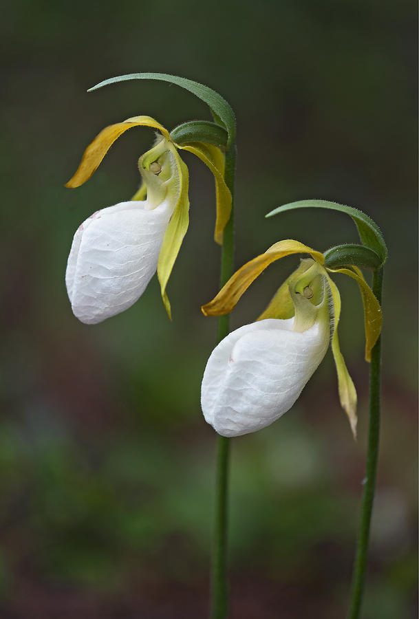 White Lady Slippers Photograph by Gordon Ripley