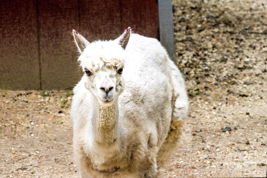 Animal Photograph - White Lama by Tom Horsch Photography