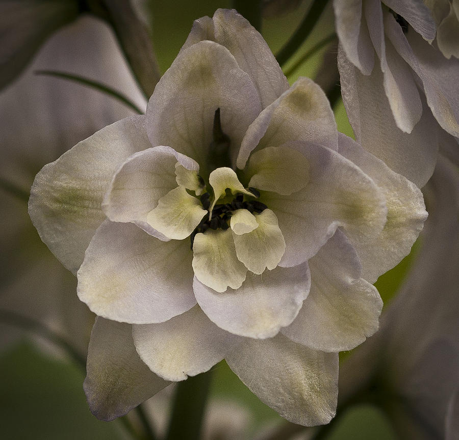 White Larkspur Close up by Jean Noren Photograph by Jean Noren