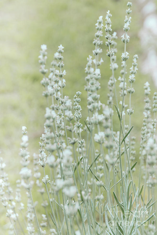 White Lavender 2 Photograph by Andrea Anderegg