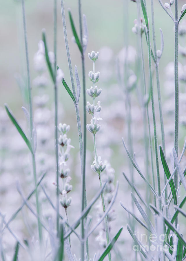 White Lavender  Photograph by Andrea Anderegg