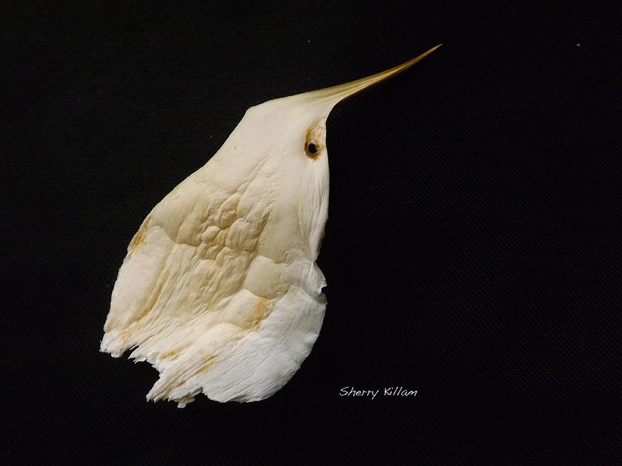 Feather Photograph - White Leaf Bird by Sherry Killam