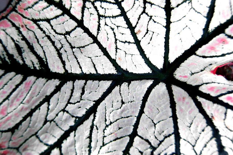 White leaf Photograph by Patty Vicknair