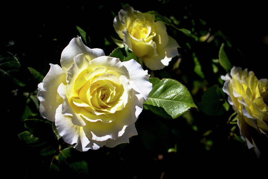 White Licorice Roses Photograph by K Bradley Washburn