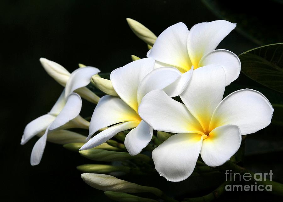 Flower Photograph - White Lightning by Sabrina L Ryan