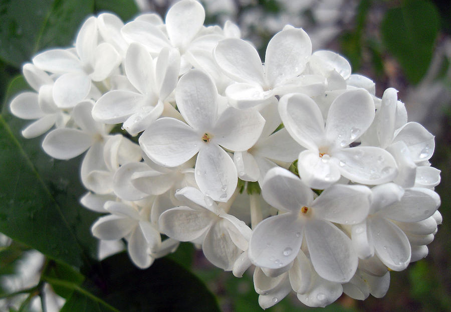 White Lilac 1 Photograph by June Goggins - Fine Art America