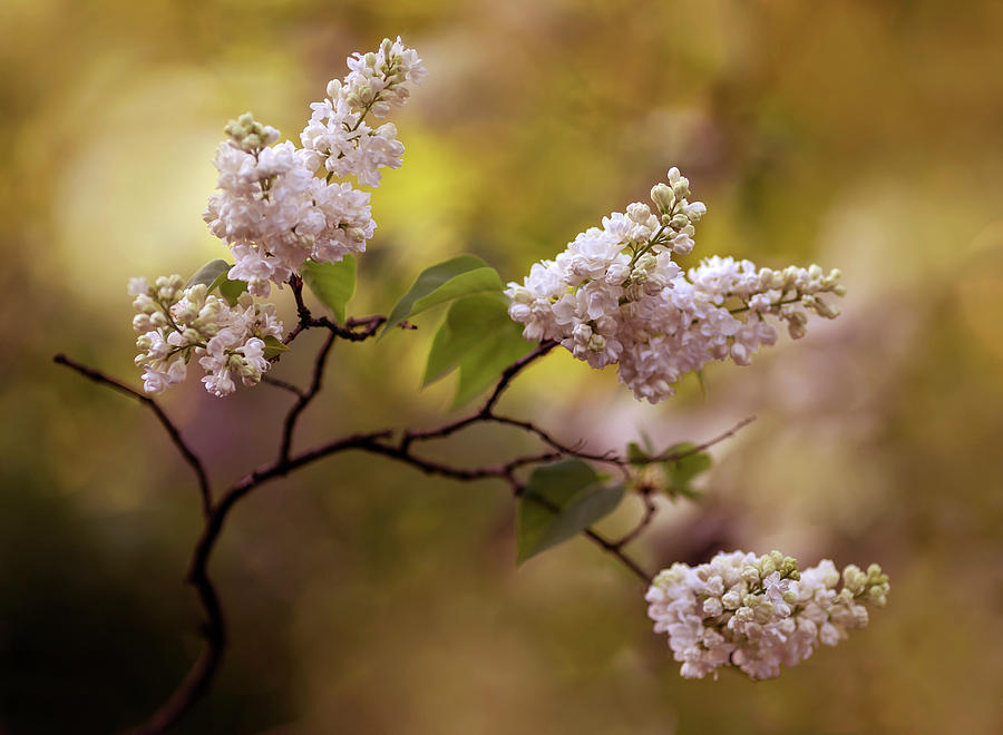 White lilac flowers Photograph by Jaroslaw Blaminsky