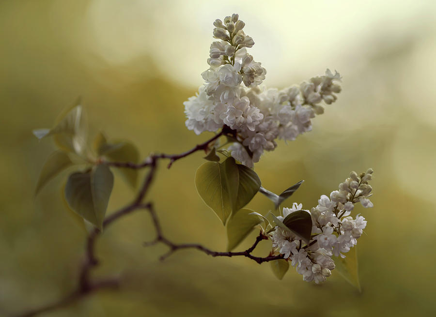 White lilac  Photograph by Jaroslaw Blaminsky