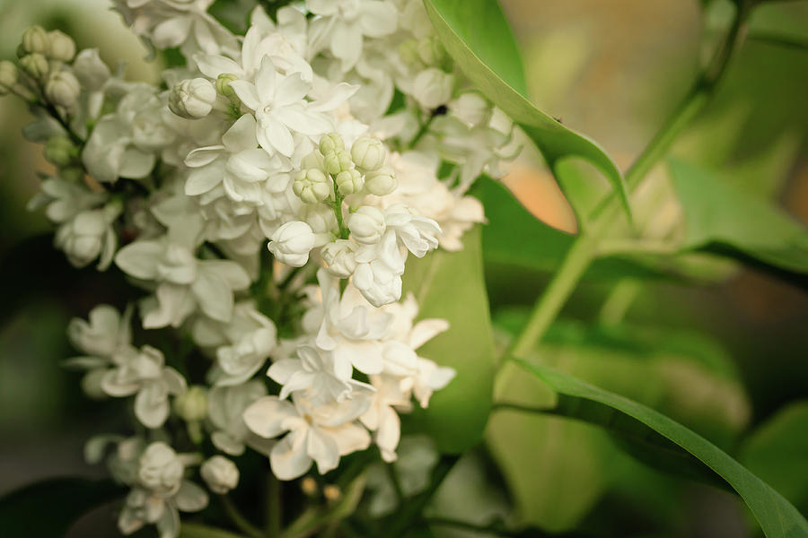 White Lilacs on soft Green Macro Close-up Photograph by Joni Eskridge