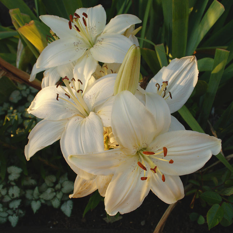 White Lilies Photograph by Adrian Wale