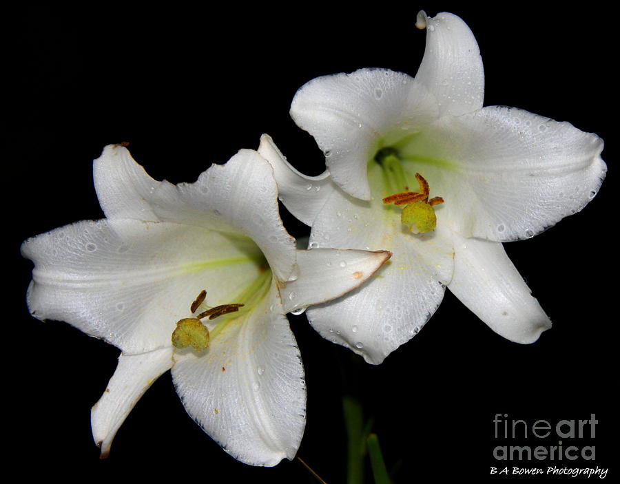 White Lilies Photograph by Barbara Bowen