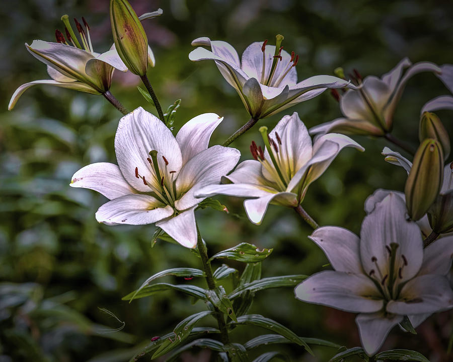 White lilies #g5 Photograph by Leif Sohlman
