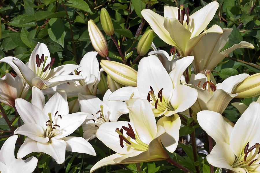 White Lilies In The Garden Photograph by Sandra Foster