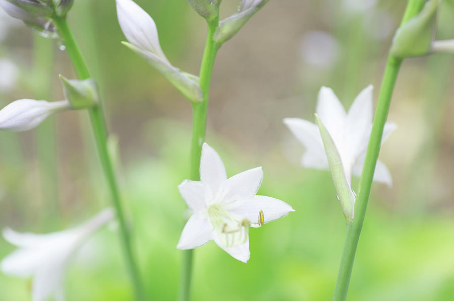 White Lilies of Hosta Photograph by Jenny Rainbow