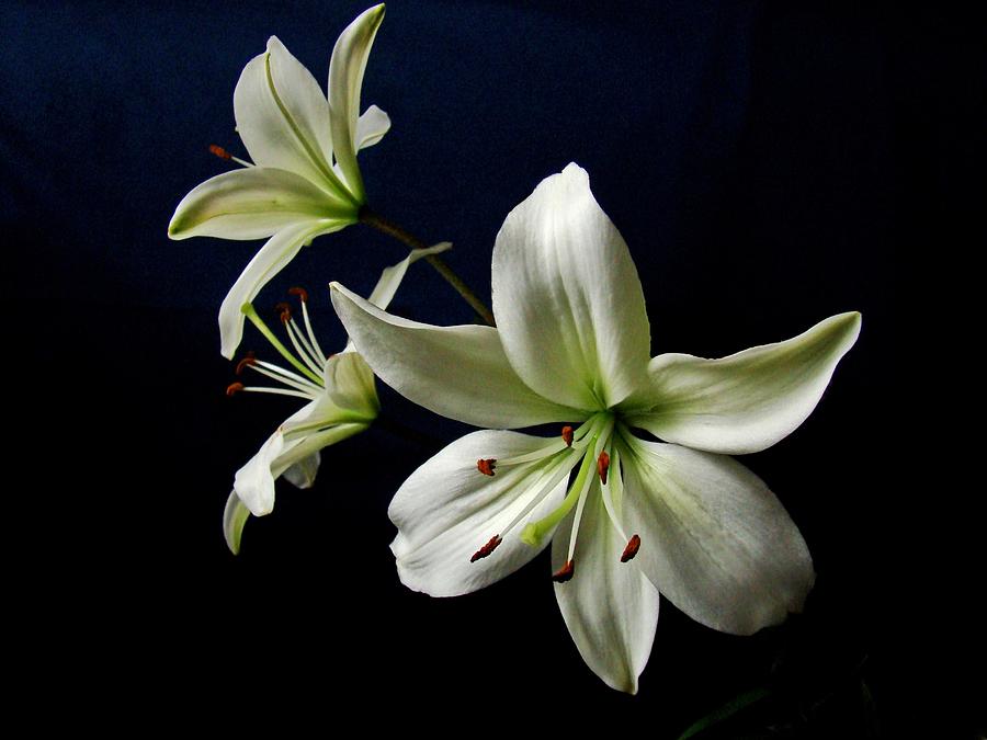 White Lilies on Blue Photograph by Sandy Keeton