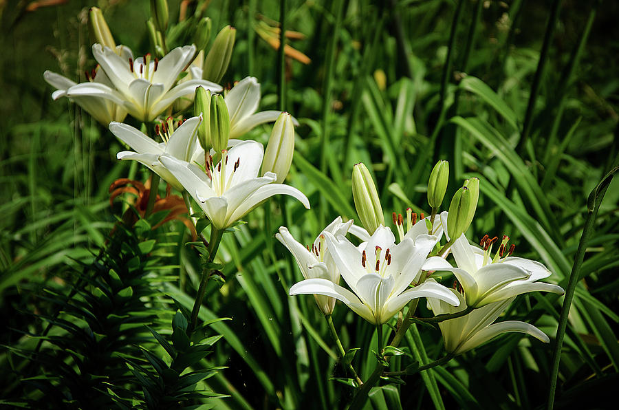White Lilies Photograph by Susan McMenamin