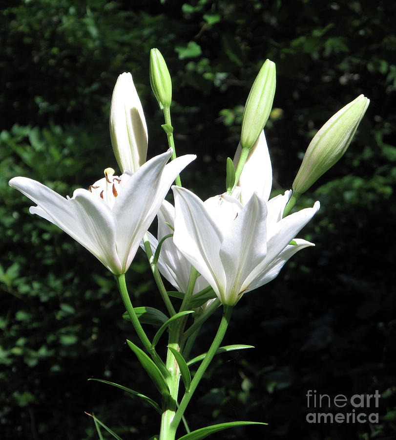 White Lilies, West Virginia Painting by Sandy McIntire