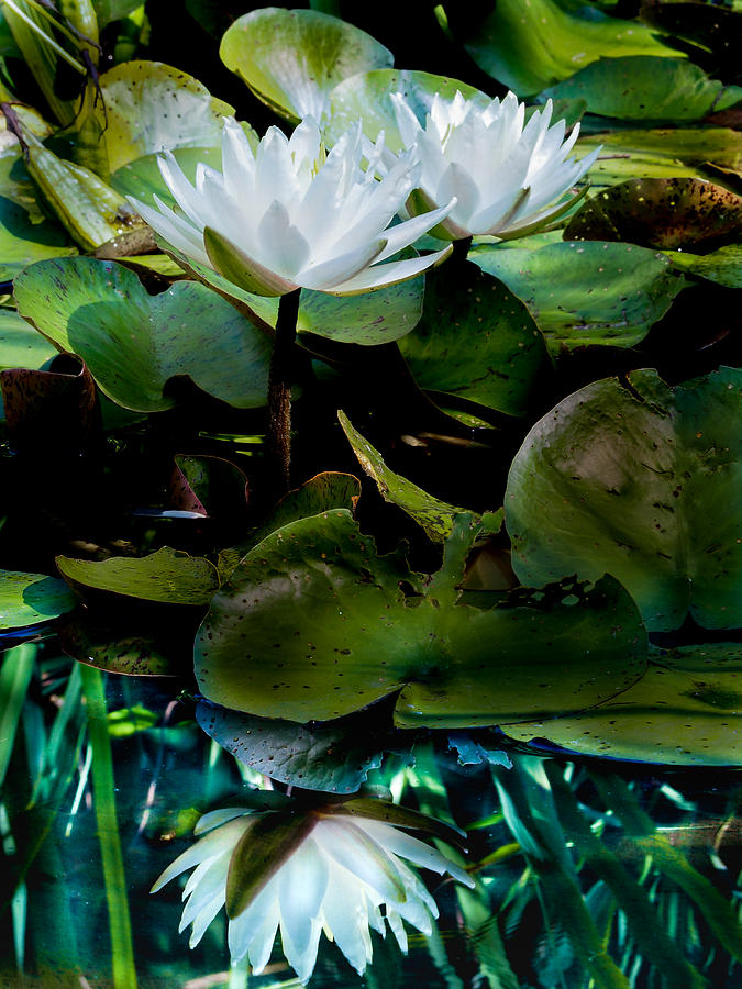 White Lilies, White Reflection Photograph by Paula Ponath