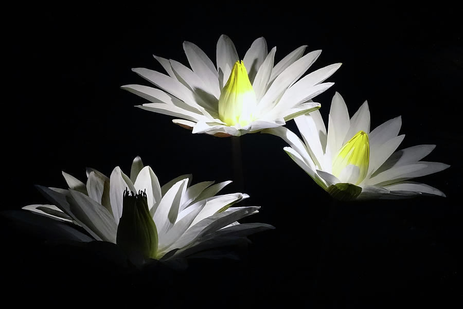 Flower Photograph - White Lillies by Deborah England