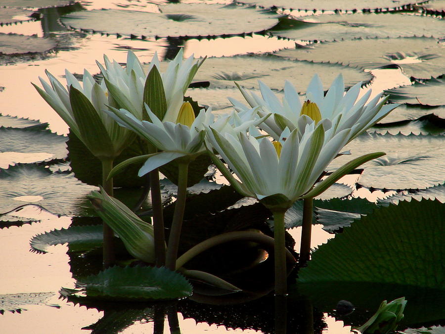 White Lillies Photograph by Kimberly Camacho