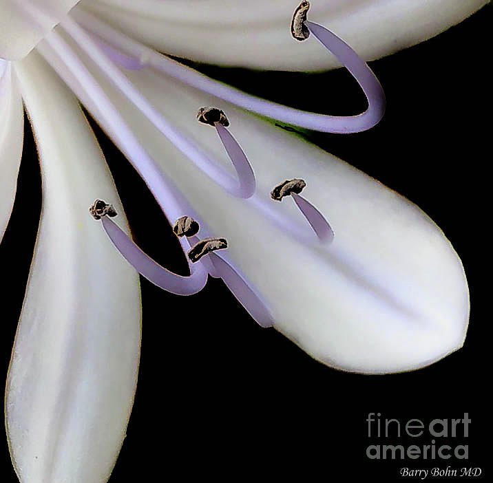 White lilly Photograph by Barry Bohn
