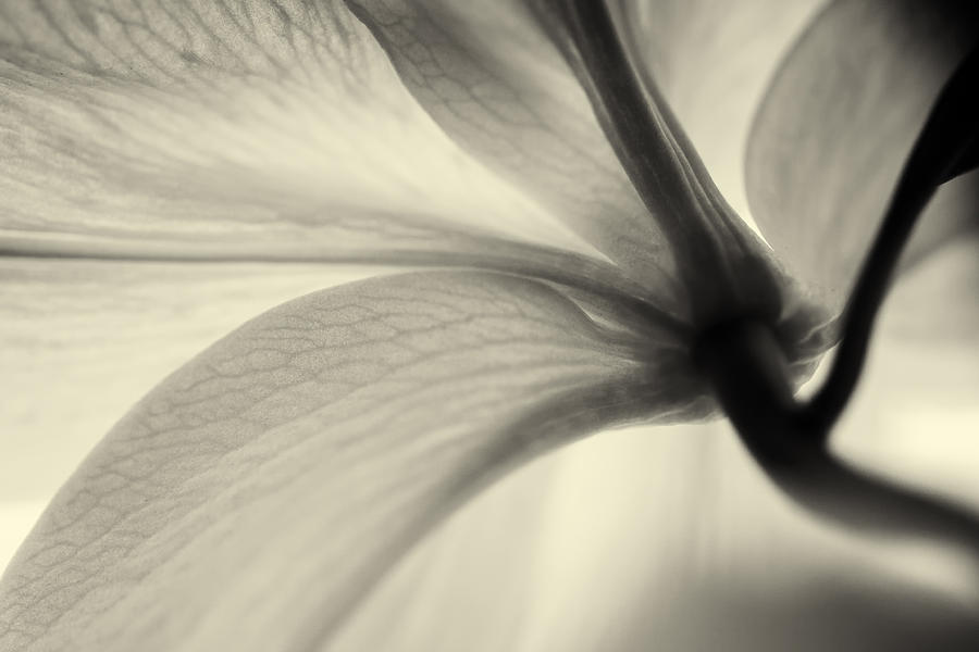 White Lilly Flower Botany Stem and Flowers Photograph by John Williams