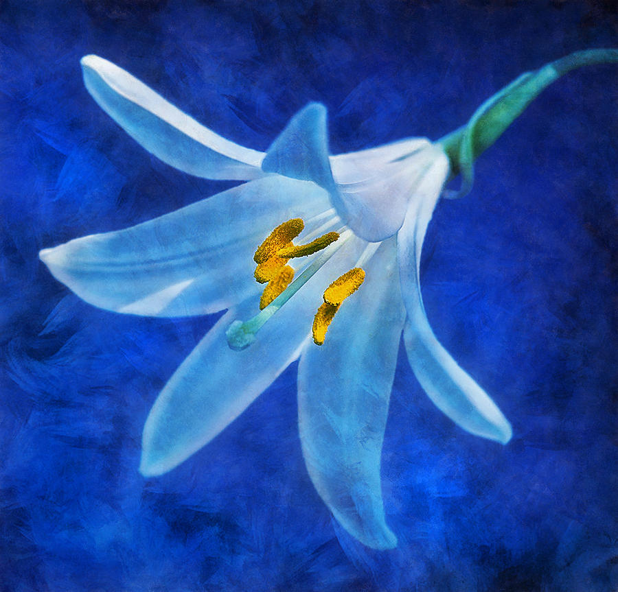 White Lilly Digital Art by Ian Mitchell