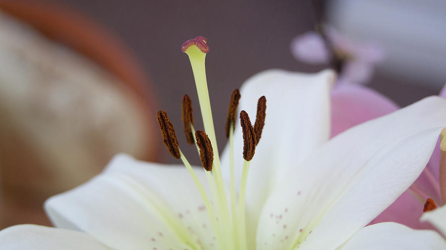 White Lily 1 Photograph by Elena Perelman