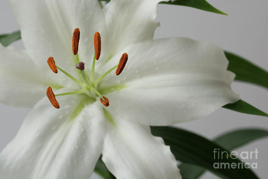 White Lily 1 Photograph by Steve Purnell