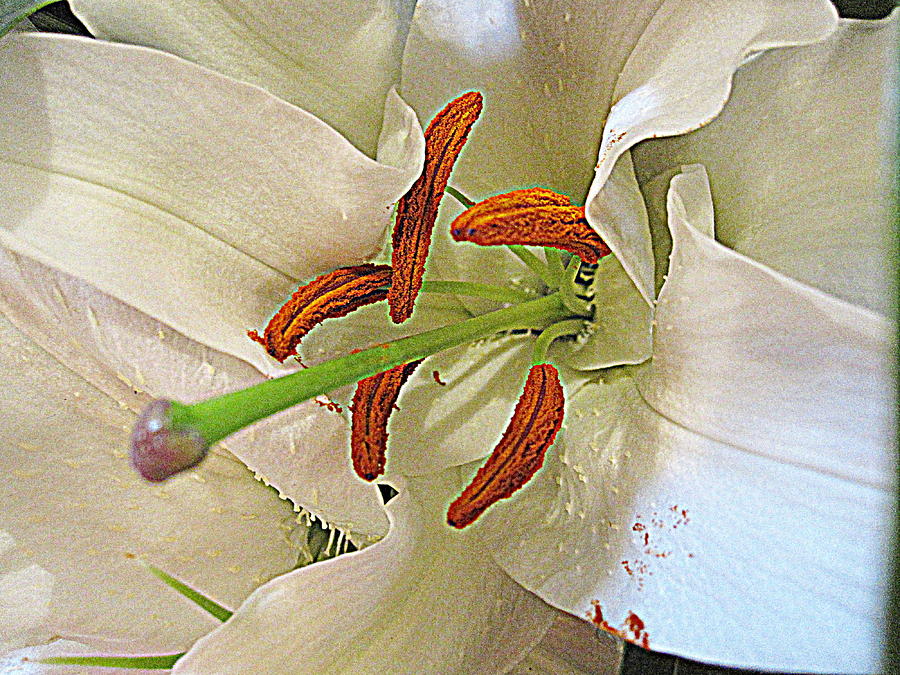 Flower Photograph - White Lily 2 by Bonita Brandt