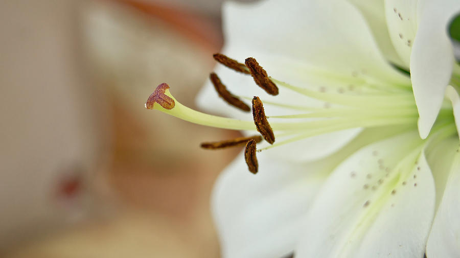 White Lily 2 Photograph by Elena Perelman
