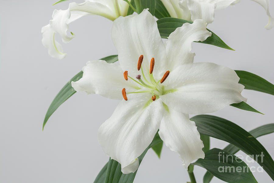 Lily Photograph - White Lily 2 by Steve Purnell