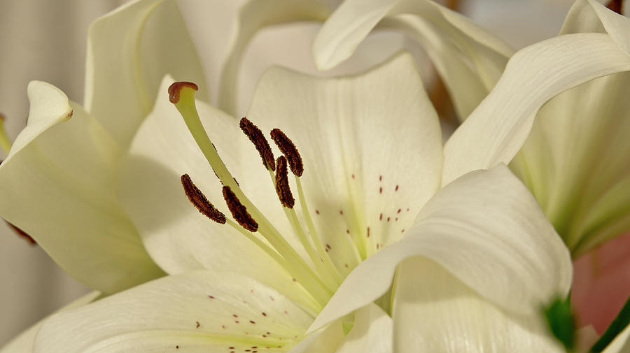 White Lily 3 Photograph by Elena Perelman