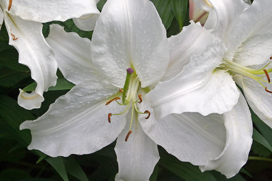 White Lily Flower Photograph by Aidan Moran