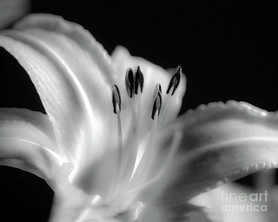 White Lily And Pistils Digital Art by Anthony Ellis