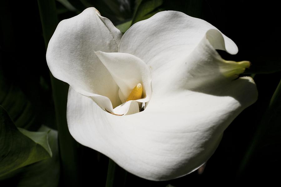 White Lily Photograph by Brad Granger