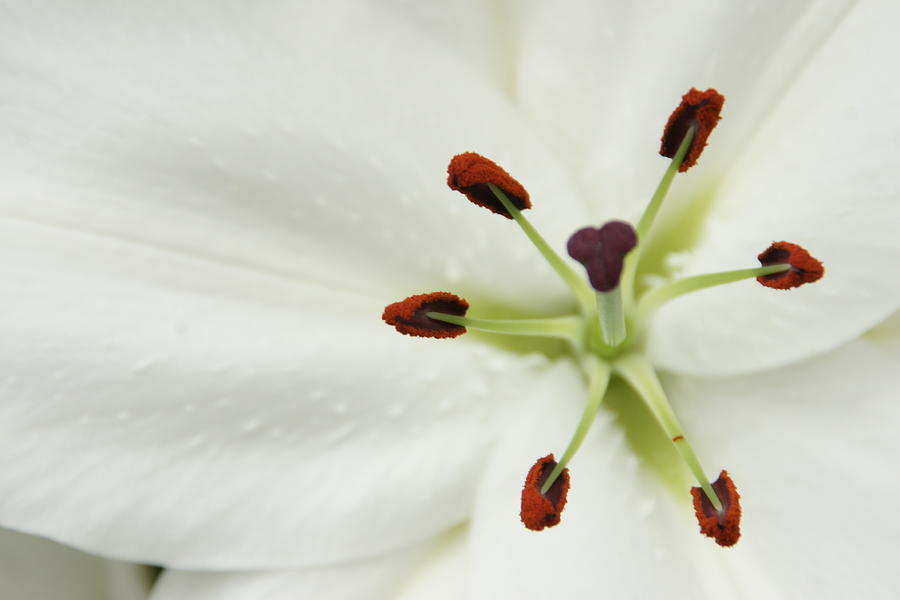 White Lily Photograph by Brandy Herren