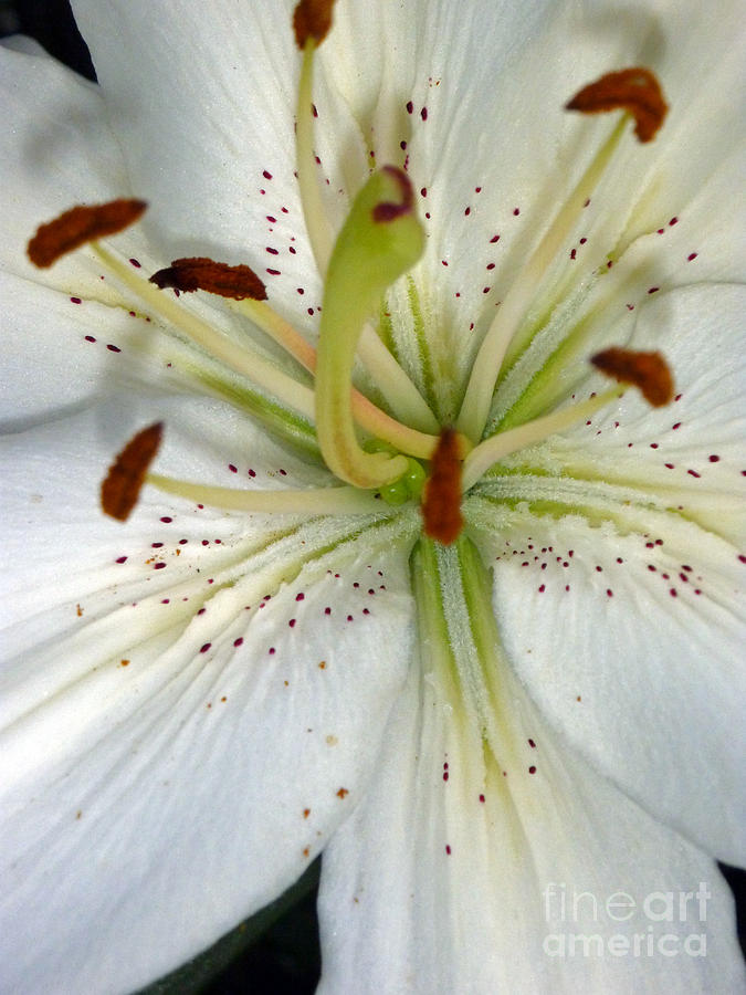 White Lily Close Up Photograph by Sonya Chalmers