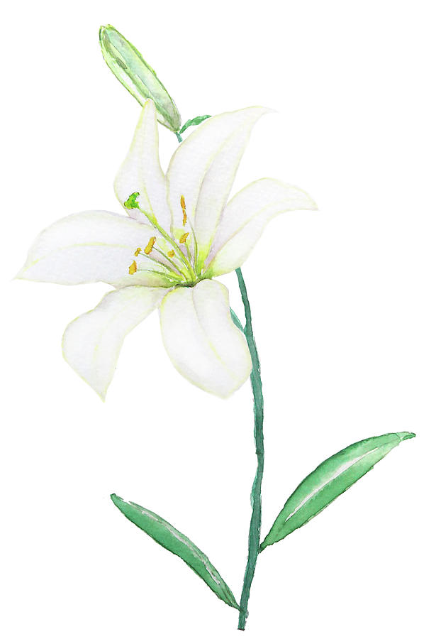 lily flower drawings in color