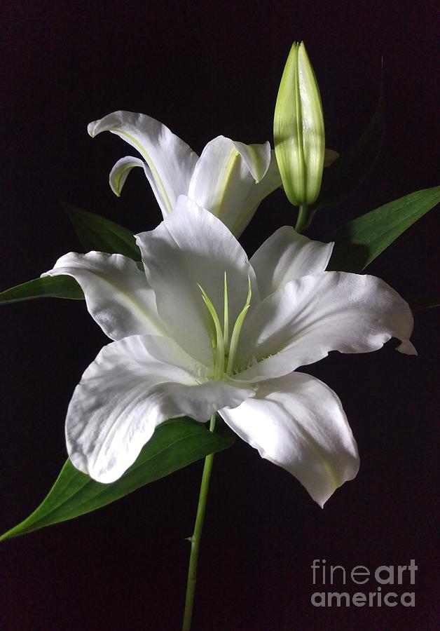 White Lily Photograph by Delynn Addams