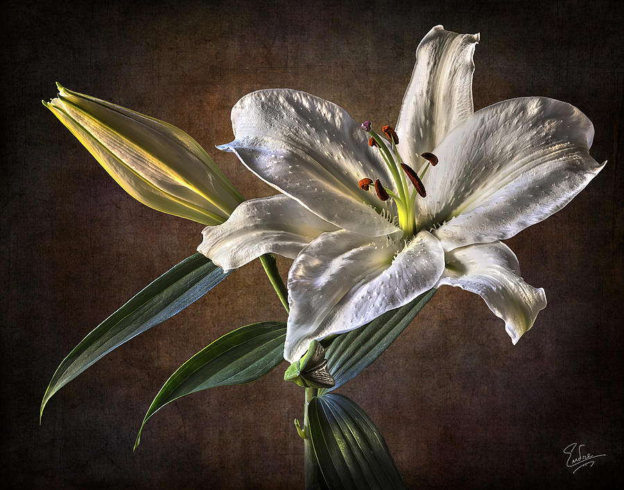 White Lily Photograph by Endre Balogh