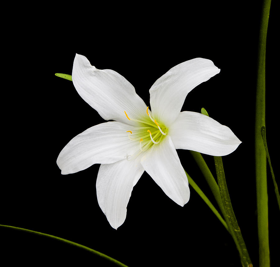 White Lily Flower Photograph by Ken Barrett