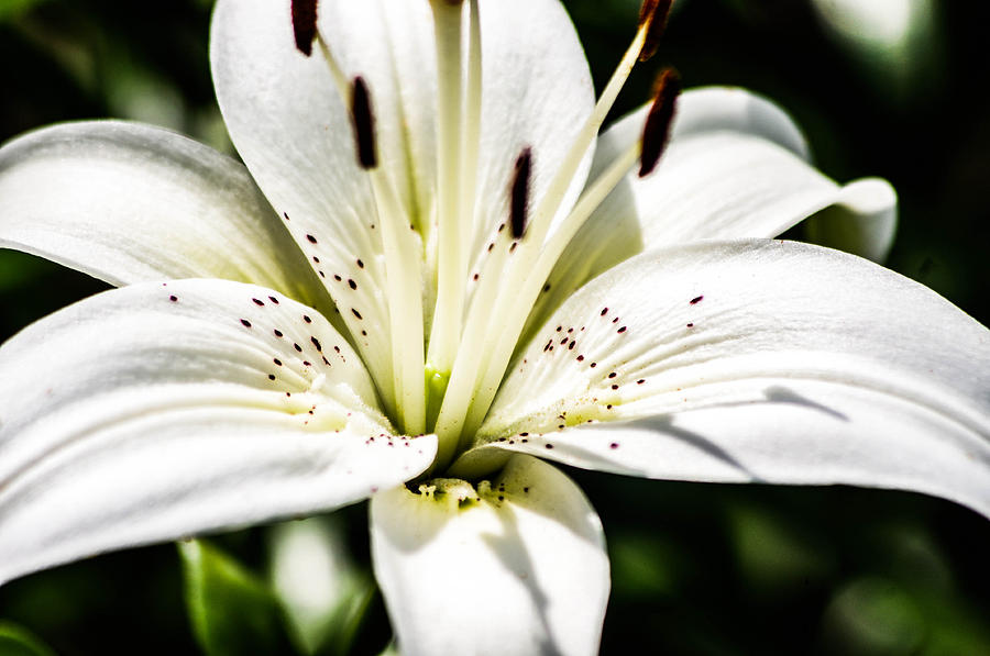 White lily Photograph by Gerald Kloss