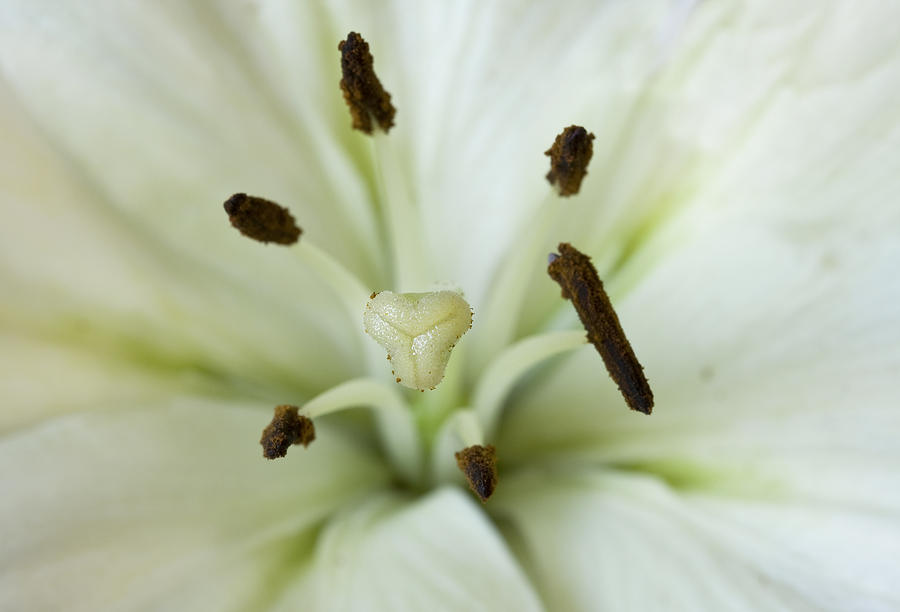 White Lily in Macro Photograph by Cheryl Day