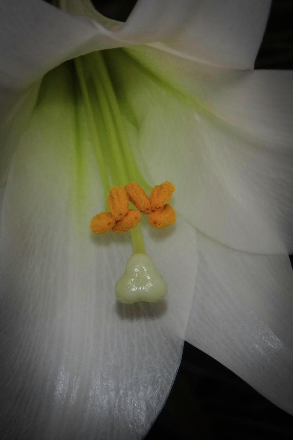White Lily Photograph by Judy Hall-Folde