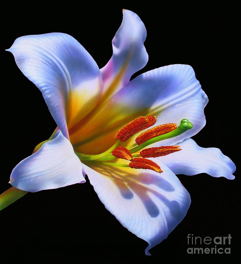 Flower Painting - White Lily by Jurek Zamoyski