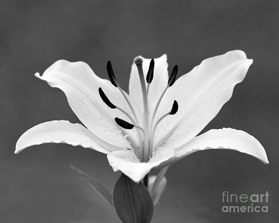 White Lily Photograph by Kimberly Blom-Roemer