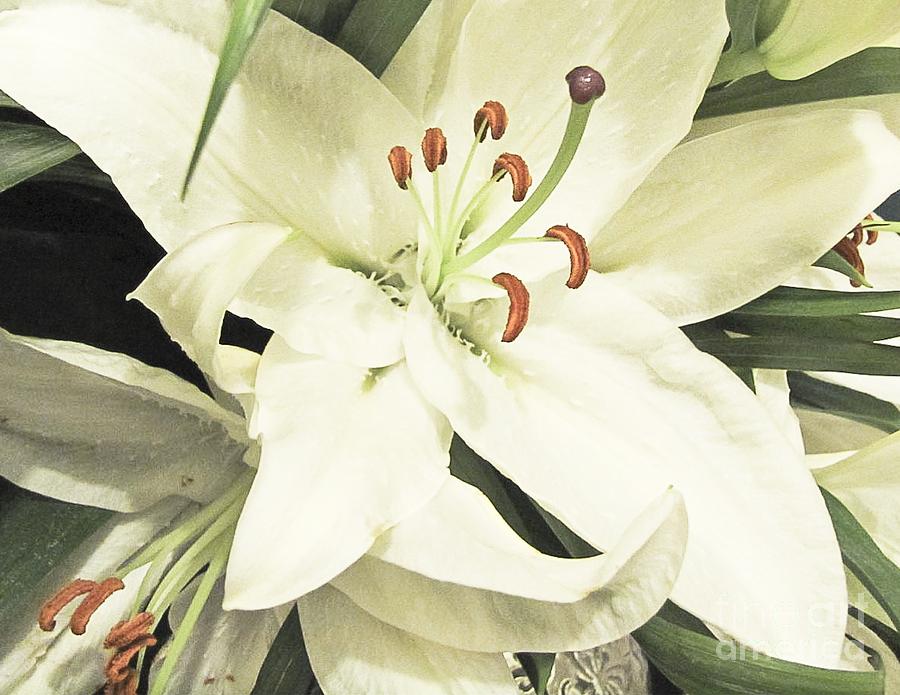 White Lily Love Photograph by Johnnie Stanfield