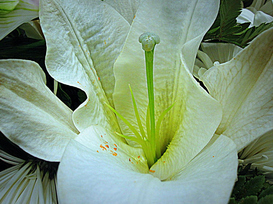 Flower Digital Art - White Lily Macro by Bonita Brandt